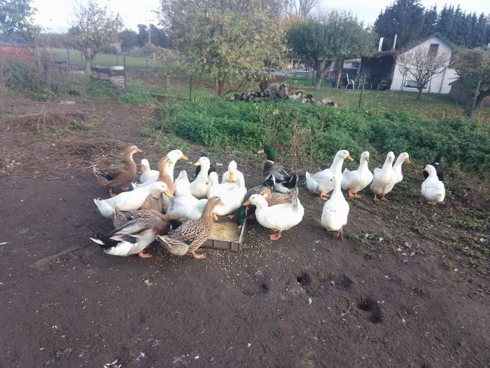 Prodám kachny Pekingské a Ruánské.