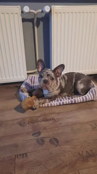 Francouzský buldoček s PP
