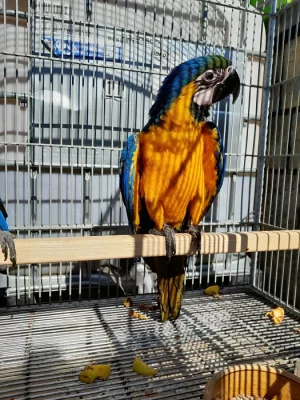 Ara ararauna