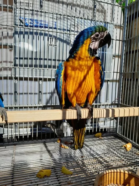 Ara ararauna