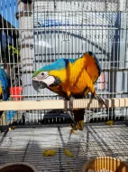 Ara ararauna