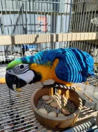 Ara ararauna