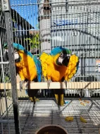 Ara ararauna