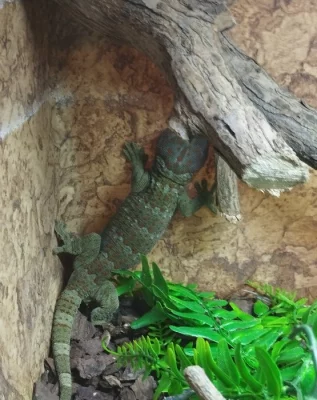 Gekko Gecko