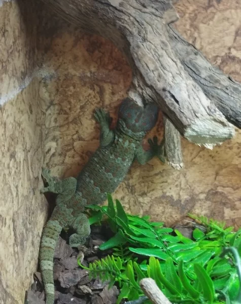 Gekko Gecko