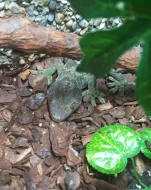 Gekko Gecko