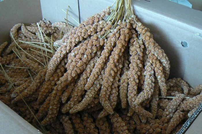 SENEGALSKÉ PROSO