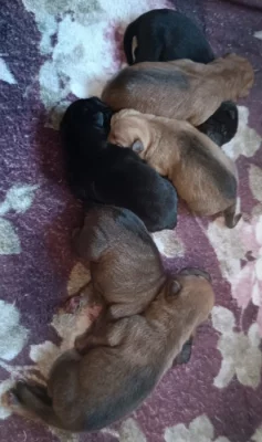 Shar-pei,Šarpej - štěňátka s PP