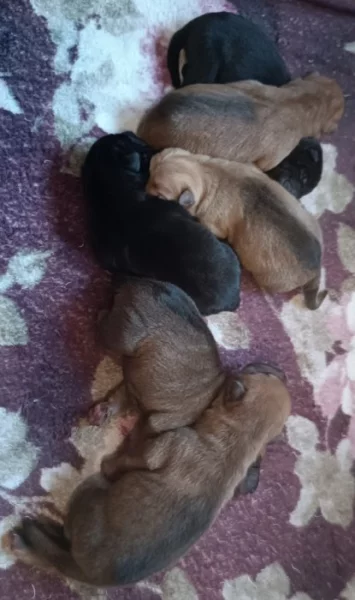 Shar-pei,Šarpej - štěňátka s PP