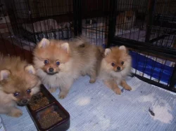 Trpasličí špic/ pomeranian
