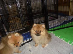 Trpasličí špic/ pomeranian