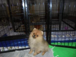 Trpasličí špic/ pomeranian