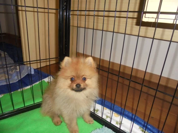 Trpasličí špic/ pomeranian