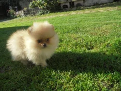 Pomeranian s PP