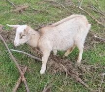 Letošní kozlíci