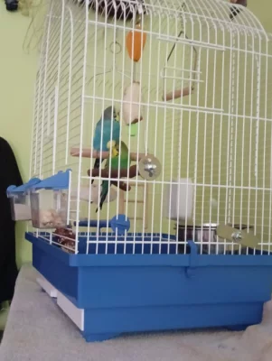 Prodám andulky i s klecí