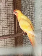 Prodám Penant zlatý pastel červenokřidly rubina