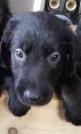 Retrívr retriever