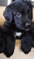 Retrívr retriever