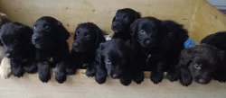 Retrívr retriever