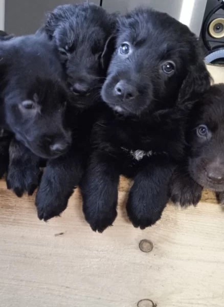 Retrívr retriever