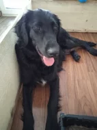 Retrívr retriever