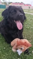 Retrívr retriever