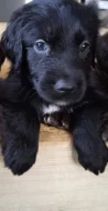 Retrívr retriever