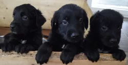 Retrívr retriever