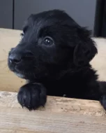 Retrívr retriever