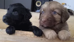 Retrívr retriever