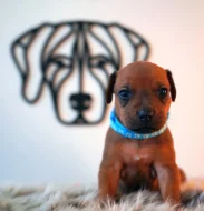 Standardní pes Rhodéský Ridgeback s PP