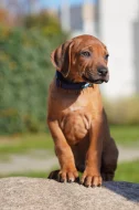 Standardní pes Rhodéský Ridgeback s PP