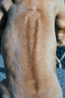 Standardní pes Rhodéský Ridgeback s PP