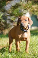 Standardní pes Rhodéský Ridgeback s PP