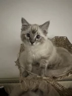 Ragdoll