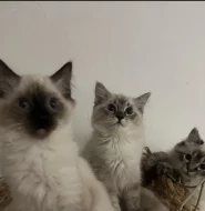 Ragdoll