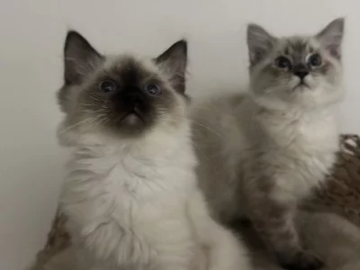 Ragdoll