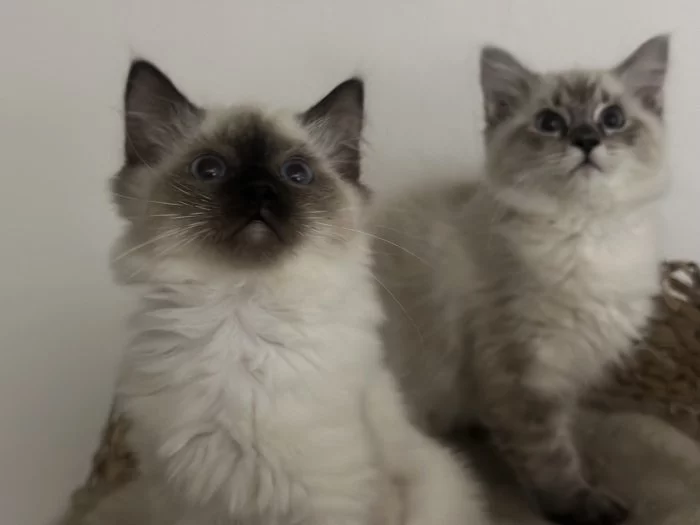 Ragdoll