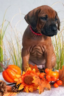 Netandardní fena Rhodéský Ridgeback s PP