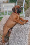 Netandardní fena Rhodéský Ridgeback s PP