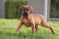 Netandardní fena Rhodéský Ridgeback s PP