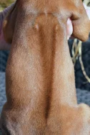 Netandardní fena Rhodéský Ridgeback s PP