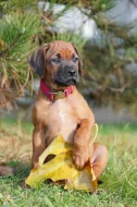 Netandardní fena Rhodéský Ridgeback s PP