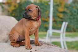 Netandardní fena Rhodéský Ridgeback s PP