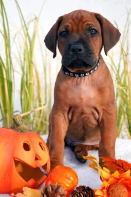Nestandardní  chlapeček Rhodéský Ridgeback s PP