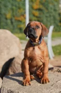 Nestandardní  chlapeček Rhodéský Ridgeback s PP