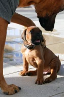 Nestandardní  chlapeček Rhodéský Ridgeback s PP