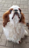 King Charles spaniel s PP FCI