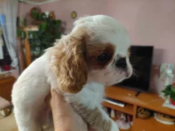 King Charles spaniel s PP FCI